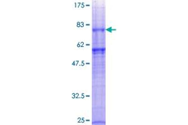 GABRg1 Protein (GST tag)