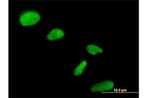 Immunofluorescence of purified MaxPab antibody to NIP30 on HeLa cell. (FAM192A Antikörper  (AA 1-254))