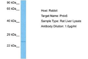 Host:  Rat  Target Name:  PRDX6  Sample Tissue:  Rat Liver  Antibody Dilution:  1ug/ml