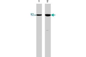 Western blot analysis of HCT-116 src transformed cells (20 mg/lane) serum starved overnight (lane 1) or treated with pervanadate (1 mM) for 30 min (lane 2). (CTNNB1 Antikörper  (N-Term))