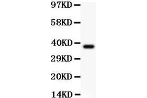 Anti-CIAS1/NALP3 Picoband antibody,  All lanes: Anti CIAS1  at 0.