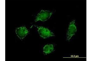 Immunofluorescence of purified MaxPab antibody to ATPIF1 on HeLa cell. (ATPase Inhibitory Factor 1 Antikörper  (AA 1-106))
