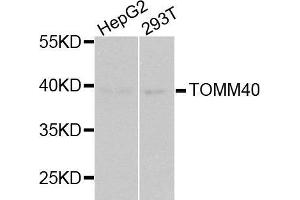 Western blot analysis of extracts of various cell lines, using TOMM40 antibody. (TOMM40 Antikörper  (AA 1-90))