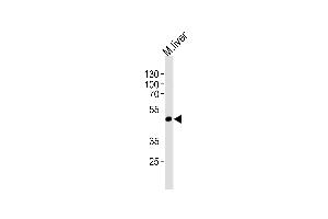 Western blot analysis of lysate from mouse liver tissue lysate, using Mouse Shb Antibody (C-term) (ABIN1537536 and ABIN2838254). (SHB Antikörper  (C-Term))