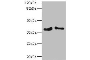 Western blot All lanes: PHF11 antibody at 4. (PHF11 Antikörper  (AA 1-292))