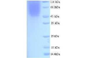 SDS-PAGE (SDS) image for Indoleamine 2,3-Dioxygenase 1 (IDO1) (AA 1-403), (full length) protein (His tag) (ABIN5713520) (IDO1 Protein (AA 1-403, full length) (His tag))