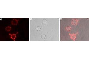 Expression of mGluR3 in rat PC12 cells - Cell surface detection of mGluR3 in live intact rat PC12 pheochromocytoma cells. (Metabotropic Glutamate Receptor 3 Antikörper  (Extracellular))