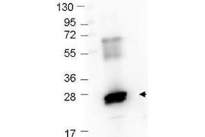 Western Blot showing detection of recombinant GST protein (0. (GST Antikörper  (Texas Red (TR)))