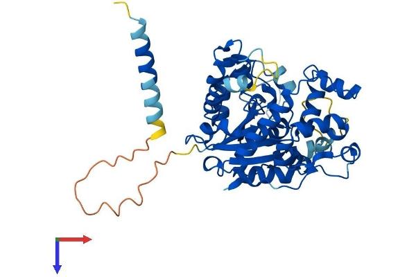 CHST1 Protein (AA 1-411) (His tag)