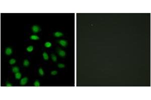 Immunofluorescence (IF) image for anti-SCAN Domain Containing 1 (SCAND1) (AA 61-110) antibody (ABIN2889527) (SCAND1 Antikörper  (AA 61-110))