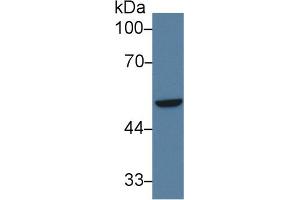 Western Blot; Sample: Human A549 cell lysate; Primary Ab: 3µg/ml Rabbit Anti-Human IRF6 Antibody Second Ab: 0. (IRF6 Antikörper  (AA 196-445))