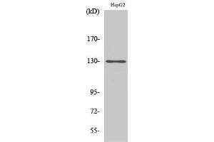 Western Blotting (WB) image for anti-Breast Cancer Anti-Estrogen Resistance 1 (BCAR1) (Tyr471) antibody (ABIN3176696) (BCAR1 Antikörper  (Tyr471))