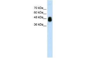 WB Suggested Anti-HOMER1 Antibody Titration:  0. (HOMER1 Antikörper  (N-Term))