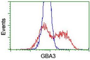 HEK293T cells transfected with either RC211035 overexpress plasmid (Red) or empty vector control plasmid (Blue) were immunostained by anti-GBA3 antibody (ABIN2454309), and then analyzed by flow cytometry. (GBA3 Antikörper  (AA 1-150, AA 370-469))