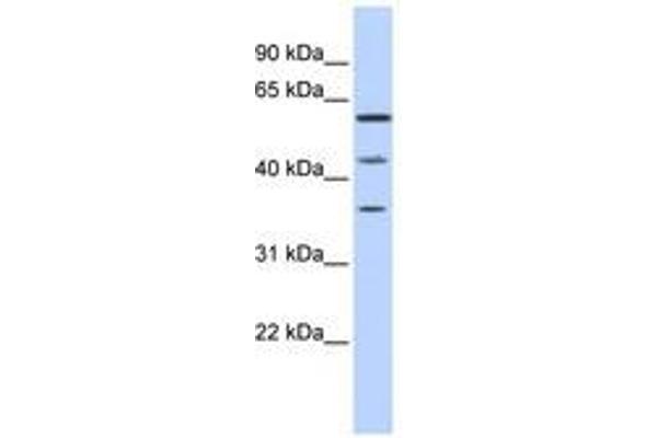 PHF23 Antikörper  (N-Term)