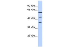 Image no. 1 for anti-PHD Finger Protein 23 (PHF23) (N-Term) antibody (ABIN6741100) (PHF23 Antikörper  (N-Term))
