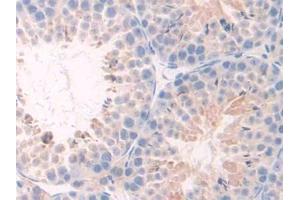 IHC-P analysis of Mouse Testis Tissue, with DAB staining. (TNFRSF1A Antikörper  (AA 239-433))