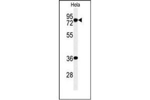 Western blot analysis of INTS10 Antibody (C-term) in Hela cell line lysates (35ug/lane).