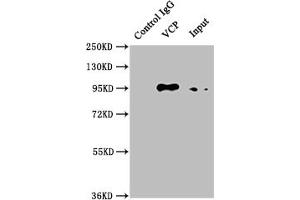 Western Blotting (WB) image for anti-Valosin Containing Protein (VCP) antibody (ABIN7127867)