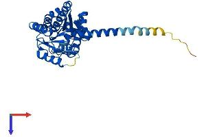 DHRS7B Protein (AA 1-325) (His tag)