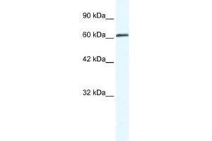 ZNF258 antibody used at 0. (ZMYM6 Antikörper  (Middle Region))