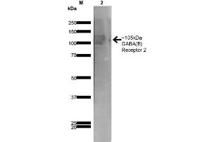 Western Blot analysis of Rat Brain Membrane showing detection of ~105 kDa GABA B Receptor 2 protein using Mouse Anti-GABA B Receptor 2 Monoclonal Antibody, Clone S81-2 . (GABBR2 Antikörper  (AA 861-912) (Atto 390))