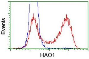 HEK293T cells transfected with either RC216834 overexpress plasmid (Red) or empty vector control plasmid (Blue) were immunostained by anti-HAO1 antibody (ABIN2453910), and then analyzed by flow cytometry. (HAO1 Antikörper)