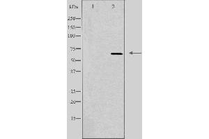 Western blot analysis of extracts from HT-29 cells using TAF5L antibody. (TAF5L Antikörper  (Internal Region))