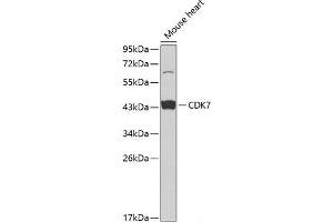 Western blot analysis of extracts of Mouse heart using CDK7 Polyclonal Antibody at dilution of 1:1000. (CDK7 Antikörper)