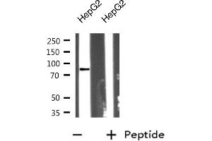 Western blot analysis on HepG2 cell lysate using RHBT2 Antibody (RHOBTB2 Antikörper)