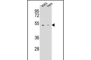 CPB1 Antibody (N-term) (ABIN655962 and ABIN2845347) western blot analysis in K562,Hela cell line lysates (35 μg/lane). (CPB1 Antikörper  (N-Term))