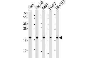 Western Blot at 1:2000 dilution Lane 1: Hela whole cell lysate Lane 2: HepG2 whole cell lysate Lane 3: A431 whole cell lysate Lane 4: BA/F3 whole cell lysate Lane 5: NIH/3T3 whole cell lysate Lysates/proteins at 20 ug per lane. (PPIB Antikörper  (AA 161-195))