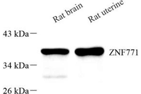 ZNF771 Antikörper
