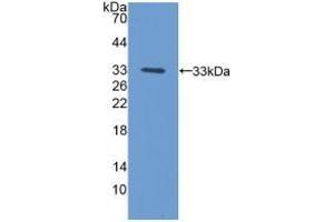 Detection of Recombinant PCYOX1, Mouse using Polyclonal Antibody to Prenylcysteine Oxidase 1 (PCYOX1) (PCYOX1 Antikörper  (AA 249-505))