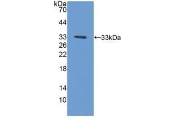 PCYOX1 anticorps  (AA 249-505)