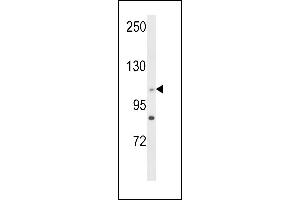 Western blot analysis of C14orf145 Antibody (Center) (ABIN652929 and ABIN2842595) in HL-60 cell line lysates (35 μg/lane). (CEP128 Antikörper  (AA 906-935))