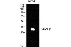 Western Blot (WB) analysis of specific cells using GCSm-gamma Polyclonal Antibody. (GCSm-gamma (Internal Region) Antikörper)