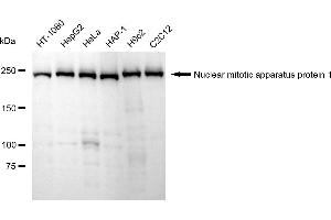 Western blotting analysis using Nuclear mitotic apparatus protein 1 antibody (ABIN7799648). (Rekombinanter NUMA1 Antikörper)