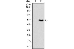 Western Blotting (WB) image for anti-Vav 1 Oncogene (VAV1) (AA 121-324) antibody (ABIN1845807) (VAV1 Antikörper  (AA 121-324))