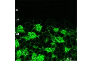 Immunohistochemistry (IHC) image for anti-gamma-aminobutyric Acid (GABA) A Receptor, alpha 6 (GABRA6) (AA 20-30) antibody (ABIN1742463)