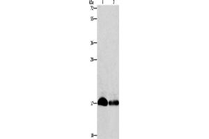 Western Blotting (WB) image for anti-Interferon-Induced Transmembrane Protein 3 (IFITM3) antibody (ABIN2429289) (IFITM3 Antikörper)