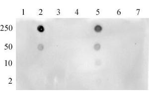 Histone H3K4ac antibody (pAb) tested by dot blot. (Histone 3 Antikörper  (acLys4))