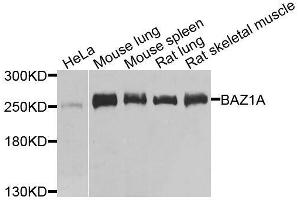Western blot analysis of extracts of various cell lines, using BAZ1A antibody. (BAZ1A Antikörper  (AA 1347-1556))