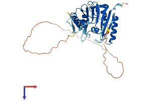 Fibrillarin Protein (FBL) (AA 1-321) (His tag)
