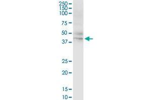 HLA-A MaxPab rabbit polyclonal antibody. (HLA-A Antikörper  (AA 1-365))