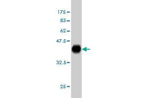 Western Blot detection against Immunogen (37. (PAX2A Antikörper  (AA 194-303))