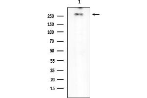 anti-phosphoinositide Kinase, FYVE Finger Containing (PIKFYVE) antibody
