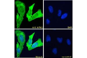 ABIN2630015-P1 Immunofluorescence analysis of paraformaldehyde fixed HeLa cells, permeabilized with 0.