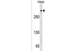 CENPE Antibody (C-term) (ABIN1536958 and ABIN2849491) western blot analysis in Hela cell line lysates (35 μg/lane).