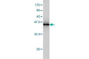 Western Blot detection against Immunogen (44.